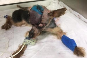 Rescue Poor Puppy Has Big The Wounds On Head Make Has Damaged The Brain