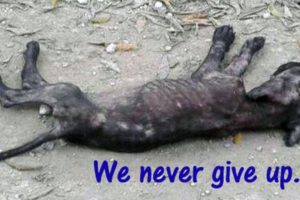 Rescue Poor Puppy Starving Alone and Amost Dead | Amazing transformation