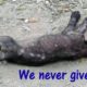 Rescue Poor Puppy Starving Alone and Amost Dead | Amazing transformation