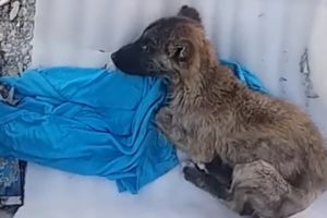 Rescue Poor Puppy Was Abandoned At graveyard Make Choke Your Heart