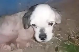 Rescue Poor Puppy Was Abandoned On The Street Make Choke Your Heart
