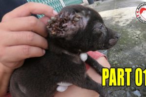Rescue Poor Puppy Was Attacked By Hundreds Huge Ticks