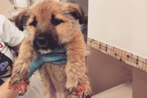Rescue Poor Puppy Was Crushed 10 Fingers & Great Ending