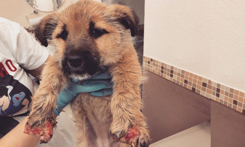 Rescue Poor Puppy Was Crushed 10 Fingers & Great Ending