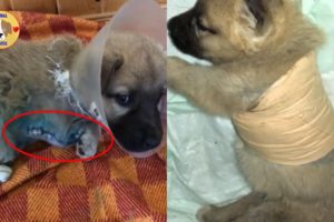 Rescue Poor Puppy Was Cut 1 Leg To Save LIFE After Accident