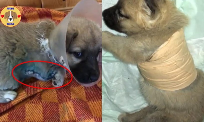 Rescue Poor Puppy Was Cut 1 Leg To Save LIFE After Accident