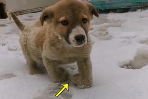 Rescue Poor Puppy Was Disabled Legs In The Freezing Snow