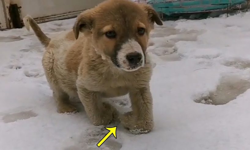 Rescue Poor Puppy Was Disabled Legs In The Freezing Snow