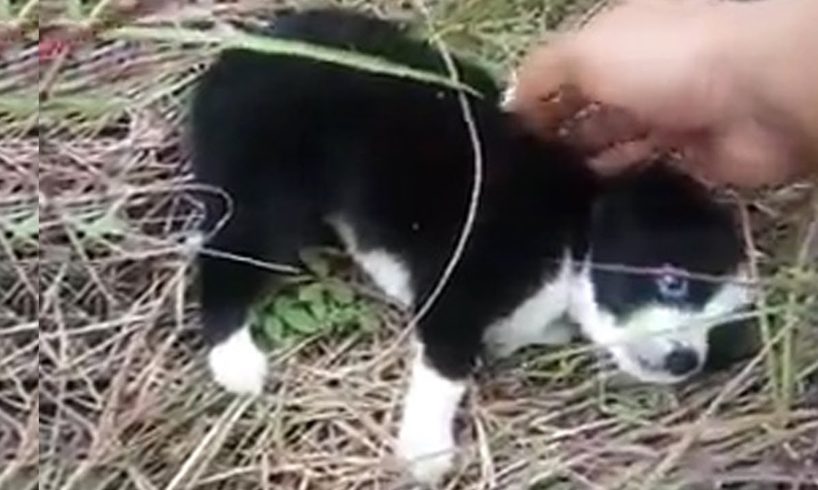 Rescue Poor Puppy Was Lying Painfully In The Forest & The Perfect Ending
