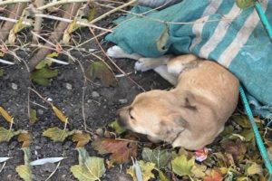 Rescue Poor Puppy Was Paralyzed, Lying On The Roadside & AmazingTransformation