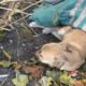 Rescue Poor Puppy Was Paralyzed, Lying On The Roadside & AmazingTransformation