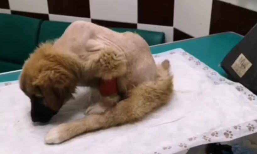 Rescue Poor Puppy Was Paralyzed & Live Wandering On The Street At Poor Village