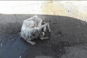 Rescue Poor Puppy only Bones and Skins, Covered Maggots Dying on the Side of Road