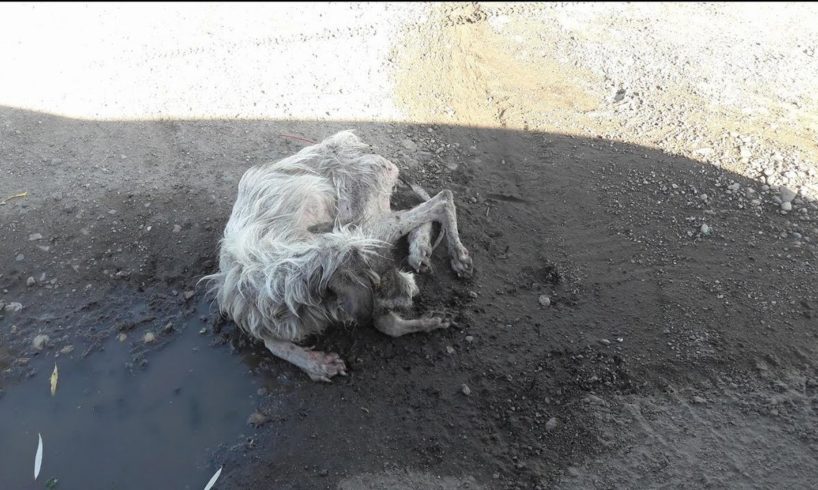 Rescue Poor Puppy only Bones and Skins, Covered Maggots Dying on the Side of Road