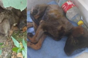 Rescue Poor Puppy was Abandoned be Eaten Alive by Thousand Maggots, Flies..| Heartbreaking