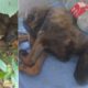 Rescue Poor Puppy was Abandoned be Eaten Alive by Thousand Maggots, Flies..| Heartbreaking