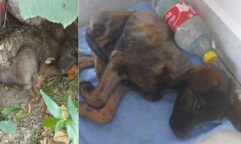 Rescue Poor Puppy was Abandoned be Eaten Alive by Thousand Maggots, Flies..| Heartbreaking