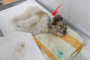 Rescue Poor Puppy was Bitten by big chained dogs almost dead in a blood bath