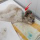 Rescue Poor Puppy was Bitten by big chained dogs almost dead in a blood bath