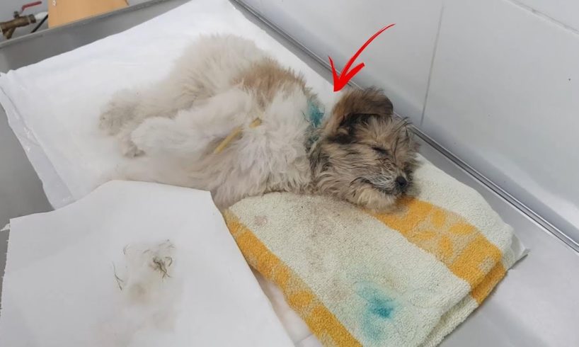 Rescue Poor Puppy was Bitten by big chained dogs almost dead in a blood bath