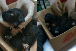 Rescue Poor Puppy who Survivor from 5 Abandoned Puppies Cover Hundred Maggots | Miracle Story