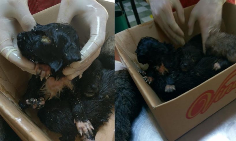 Rescue Poor Puppy who Survivor from 5 Abandoned Puppies Cover Hundred Maggots | Miracle Story