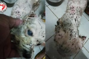 Rescue Poor Puppy with Many Huge Ticks | Amazing Transformation