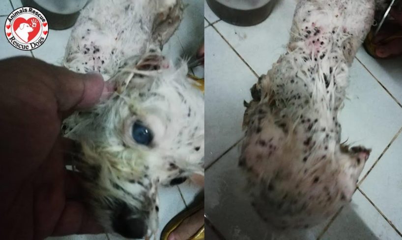 Rescue Poor Puppy with Many Huge Ticks | Amazing Transformation