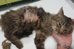 Rescue Poor Scared Stray Cat Shocking Missing Leg Must Amputated to Save Life