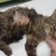 Rescue Poor Scared Stray Cat Shocking Missing Leg Must Amputated to Save Life