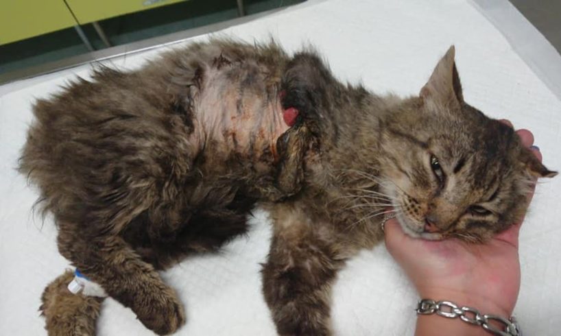 Rescue Poor Scared Stray Cat Shocking Missing Leg Must Amputated to Save Life