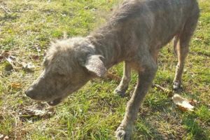 Rescue Poor Stray Dog in horrendous and painful state, the misery of neglect, pain and hunger