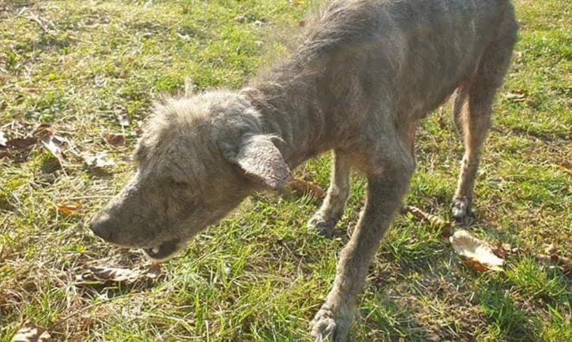 Rescue Poor Stray Dog in horrendous and painful state, the misery of neglect, pain and hunger