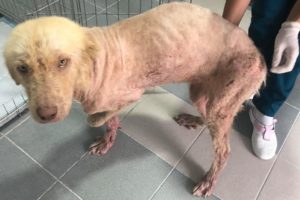 Rescue Poor Stray Dog only Bone and Skins Severe malnourished, Demodex and spontaneous fractures