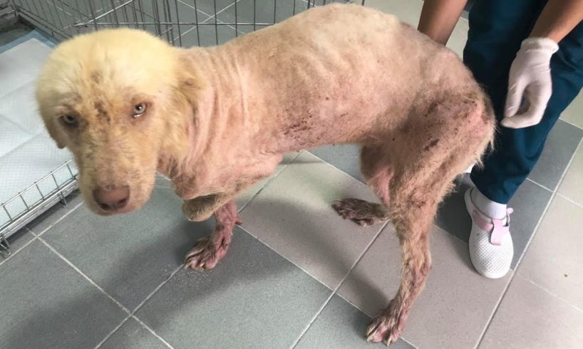 Rescue Poor Stray Dog only Bone and Skins Severe malnourished, Demodex and spontaneous fractures