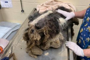 Rescue Poor Stray Dog was Neglected for Years Horrible Matted Fur | Amazing Transformation