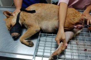 Rescue Poor Stray Mother and Puppies was Traped to Torn the Leg