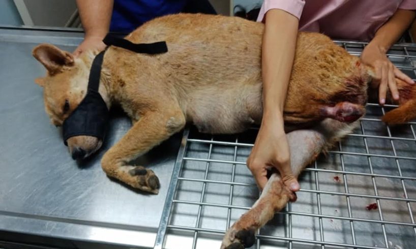 Rescue Poor Stray Mother and Puppies was Traped to Torn the Leg