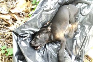 Rescue Poor Stray Puppy was Hit to Head Lying Down on Street Crying in Severe Pains