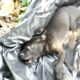 Rescue Poor Stray Puppy was Hit to Head Lying Down on Street Crying in Severe Pains