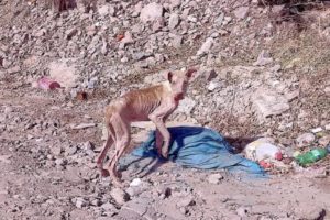 Rescue Starving Dog On The Side Of The Road