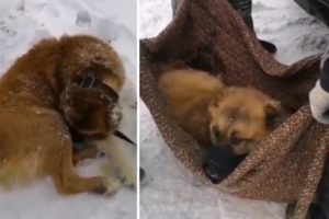 Rescue Story Paralyzed Dog Is Screaming In The Snow Mountain Make Broken Your Heart