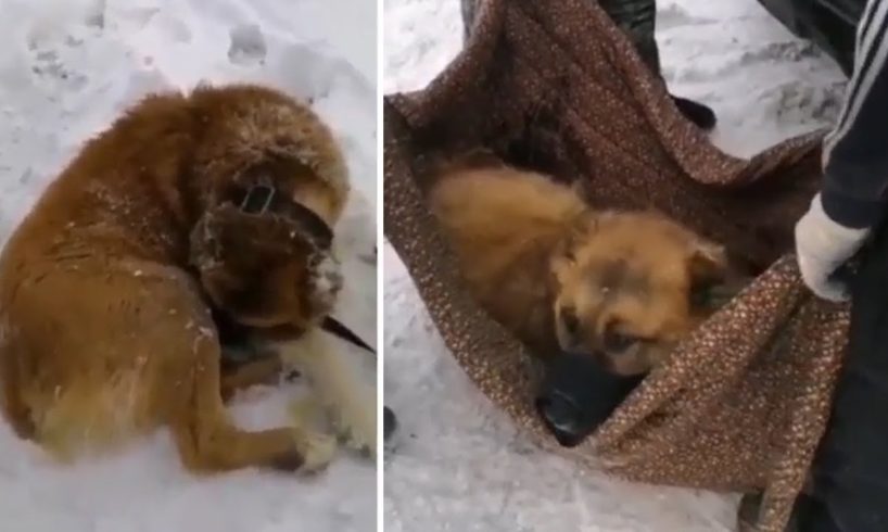 Rescue Story Paralyzed Dog Is Screaming In The Snow Mountain Make Broken Your Heart