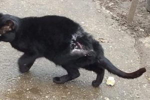 Rescue Stray Cat Terrible Wounds Severe pains with many little holes, infected on his back