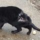 Rescue Stray Cat Terrible Wounds Severe pains with many little holes, infected on his back