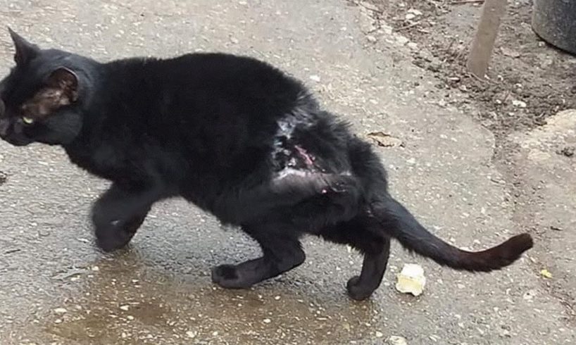 Rescue Stray Cat Terrible Wounds Severe pains with many little holes, infected on his back
