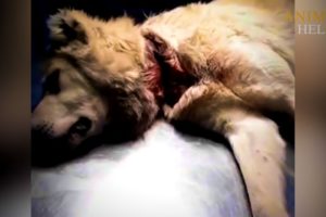 Rescue Stray Dog Begging For Food Every With Deep Wound In Neck
