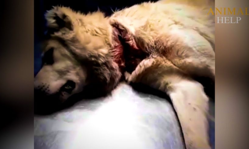 Rescue Stray Dog Begging For Food Every With Deep Wound In Neck