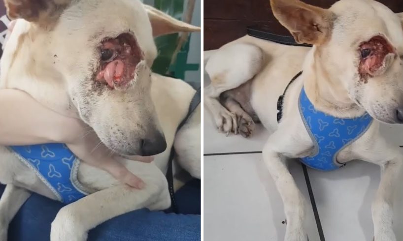 Rescue Stray Dog Was Hit Into Head Make Deformed The Face