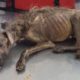 Rescue Street Thin Puppy & AMAZING Transformation